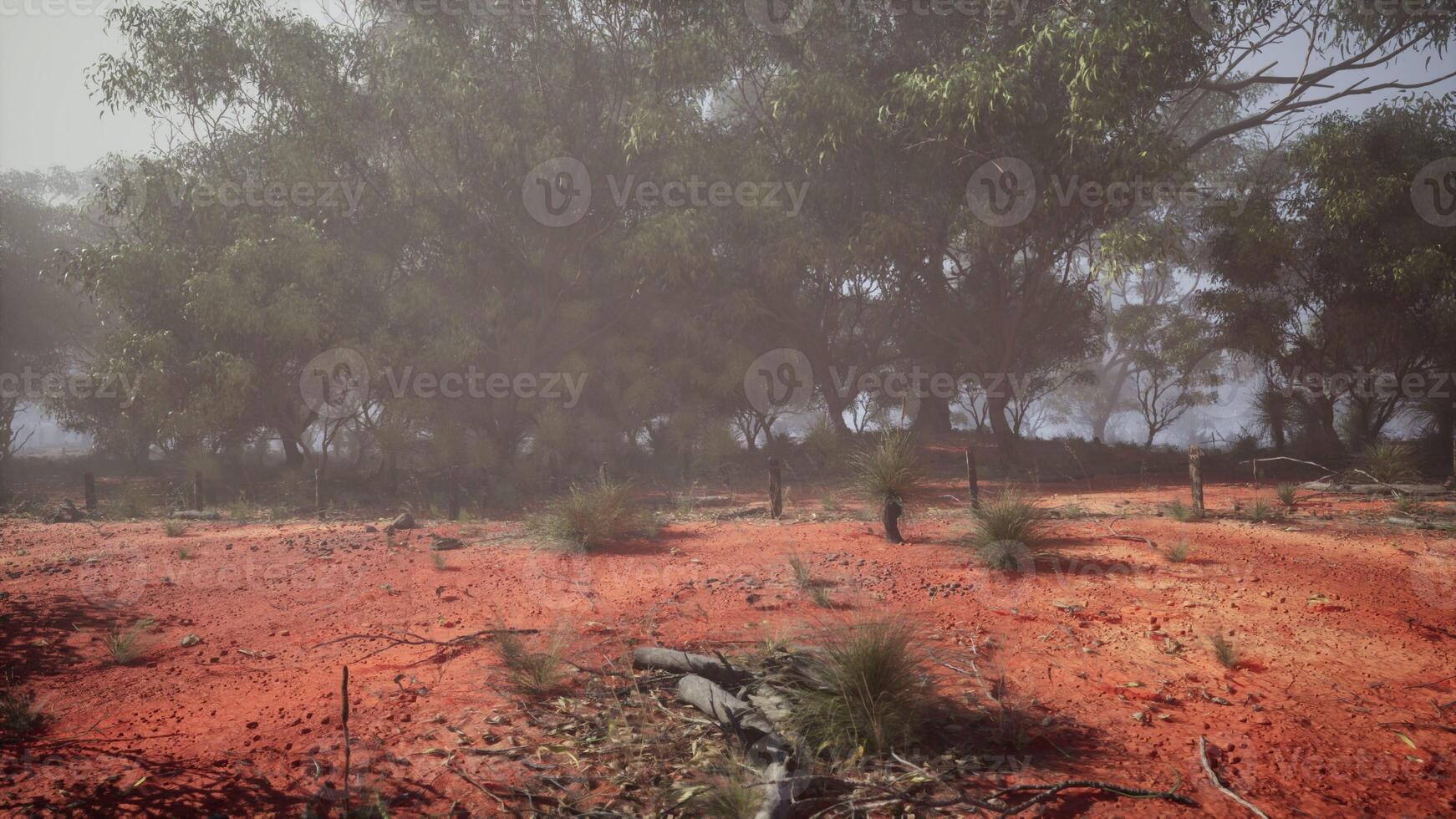 Dirt Field With Eucalyptus Grove photo