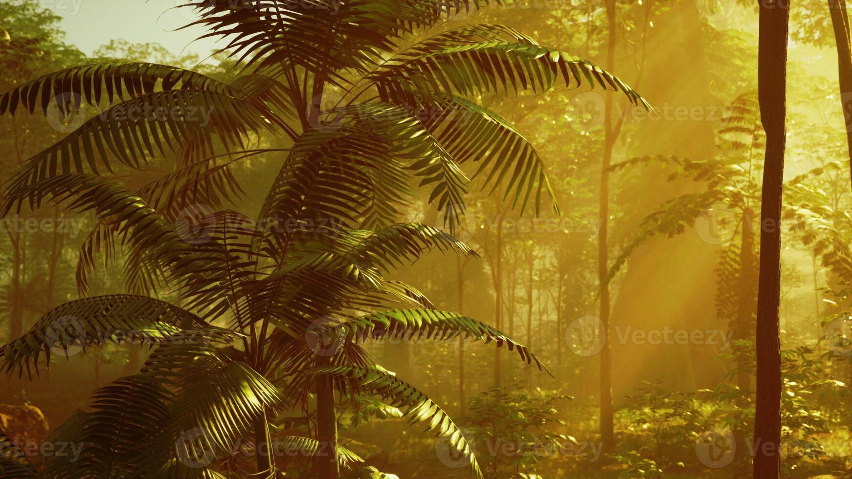 Tropical palm leaves enlightened by a sunbeam in a jungle forest photo