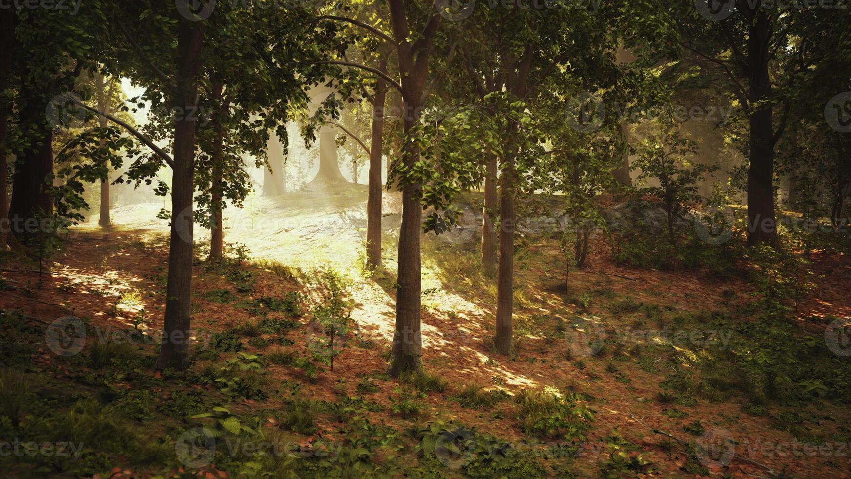 Sunlight Filtering Through Trees in Forest photo