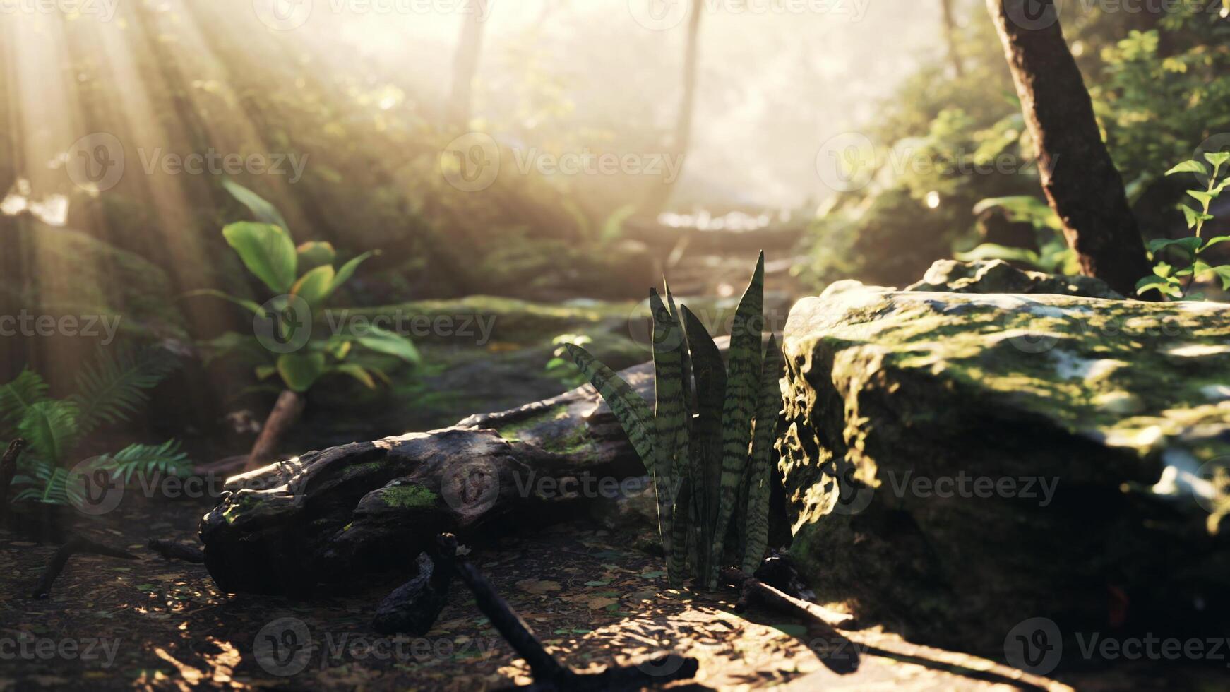 Sun Shines Through Trees in Tropical Forest photo