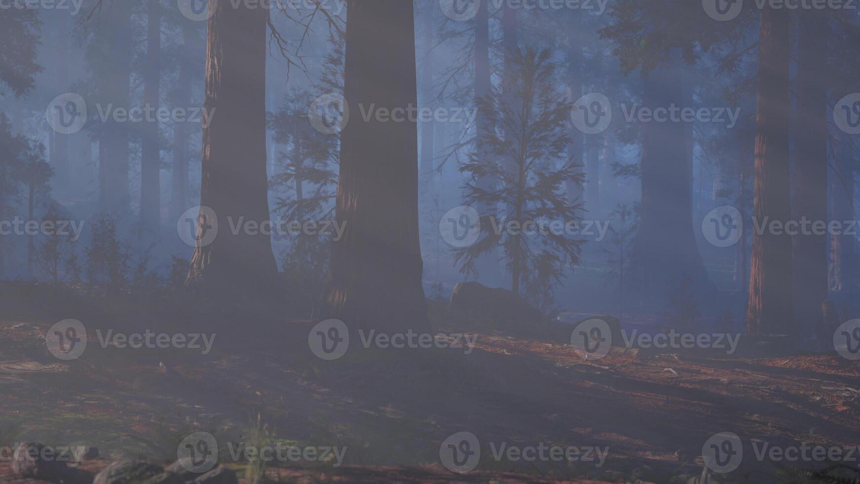 Towering Trees in Lush Forest photo