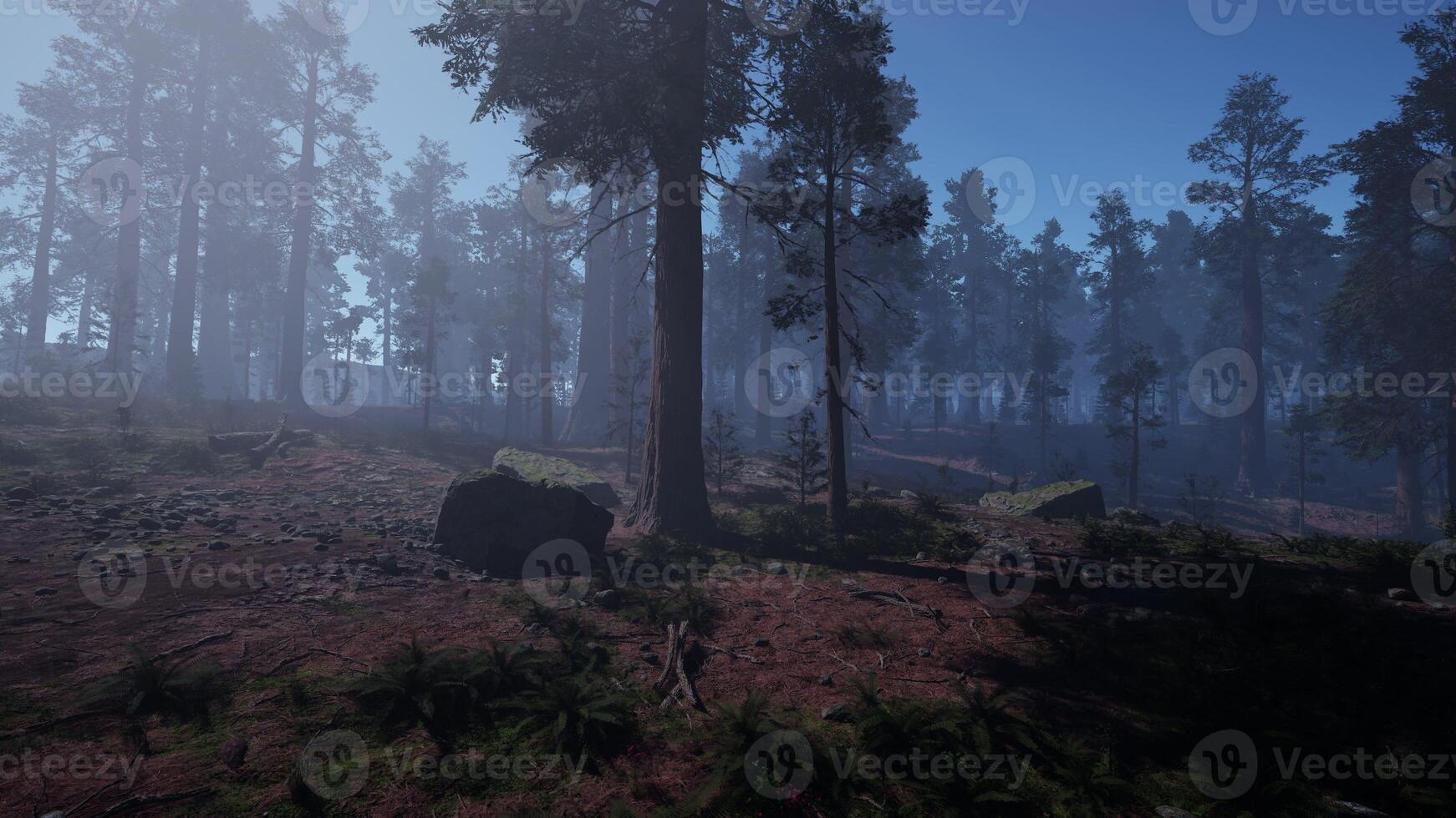 Dense Fog Enveloping Forest of Tall Trees photo
