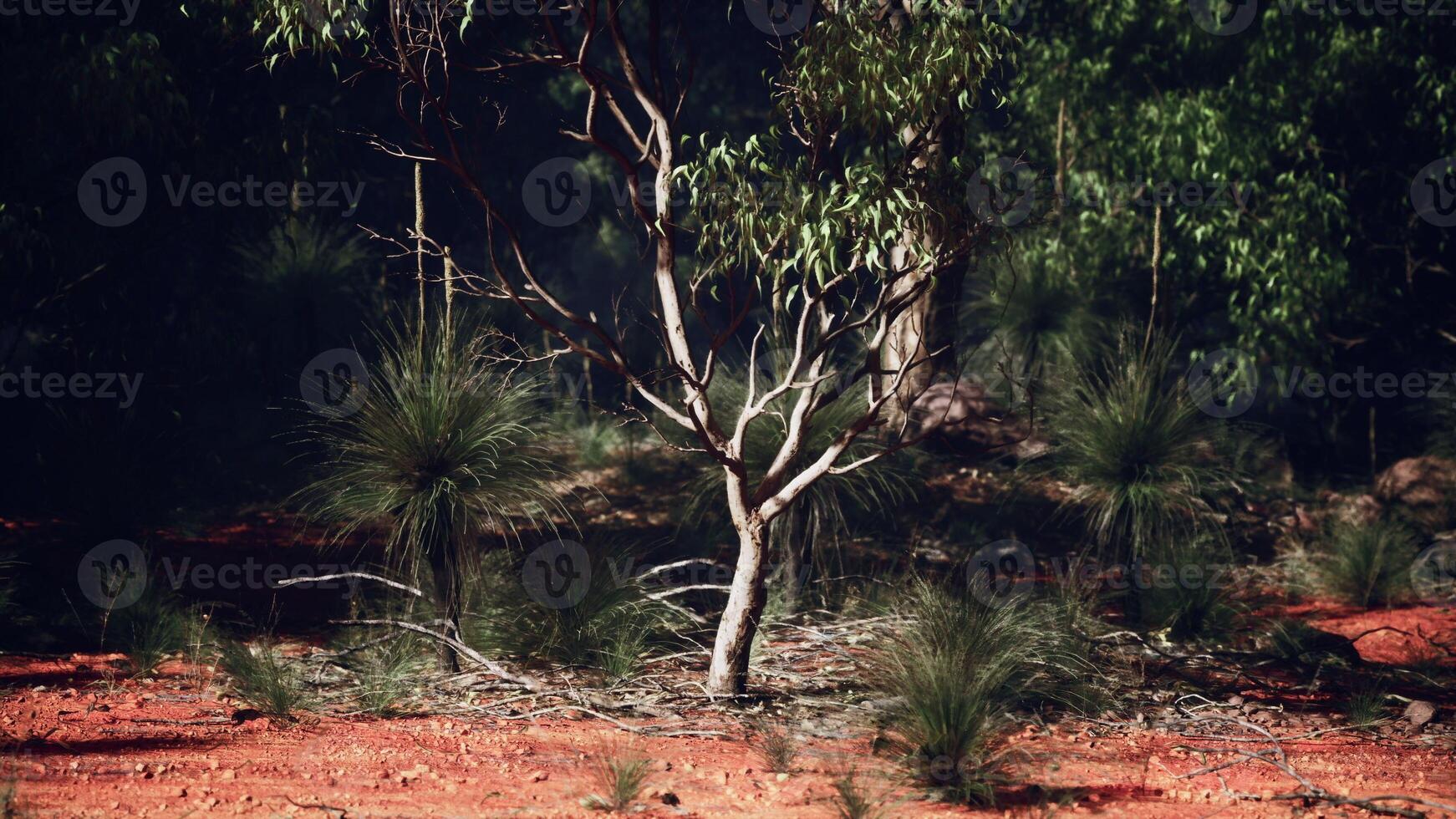 A lone tree standing in a barren field photo