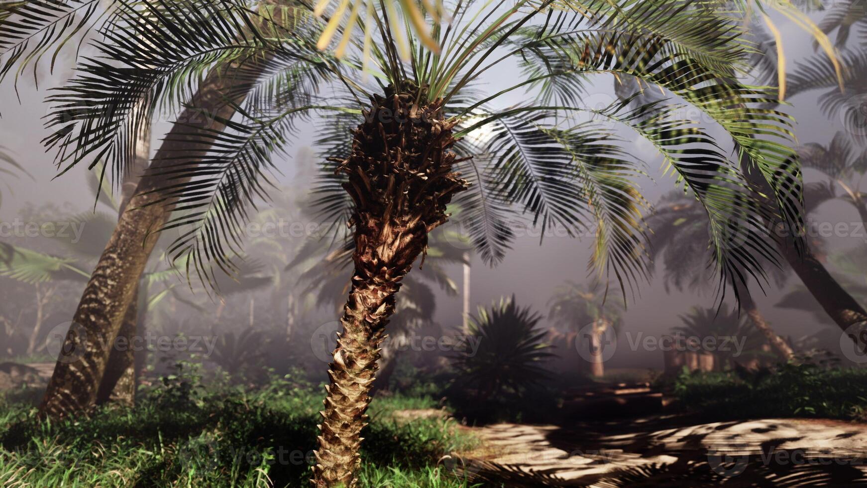 Palm Tree Amid Forest photo