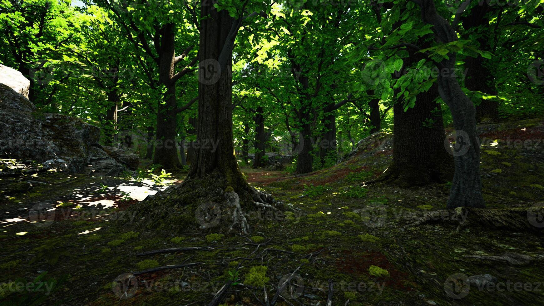 A dense forest with abundant foliage and towering trees photo