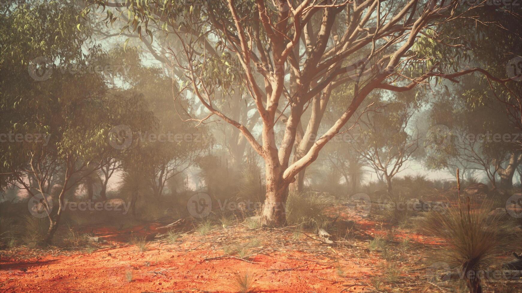A solitary tree standing in a barren field photo