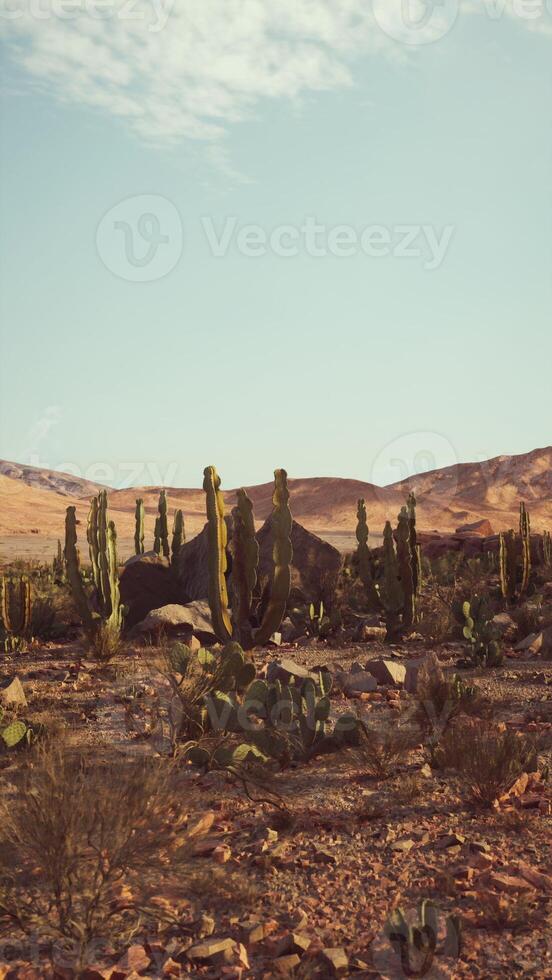 Desert Landscape With Cactus Trees and Mountains photo
