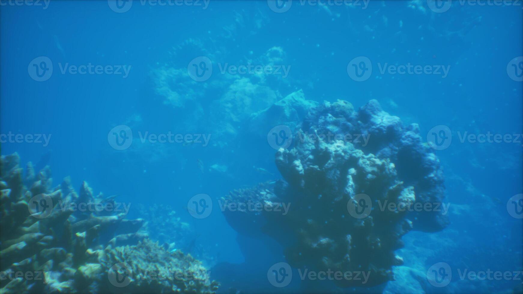 An underwater view of a coral reef in the ocean photo