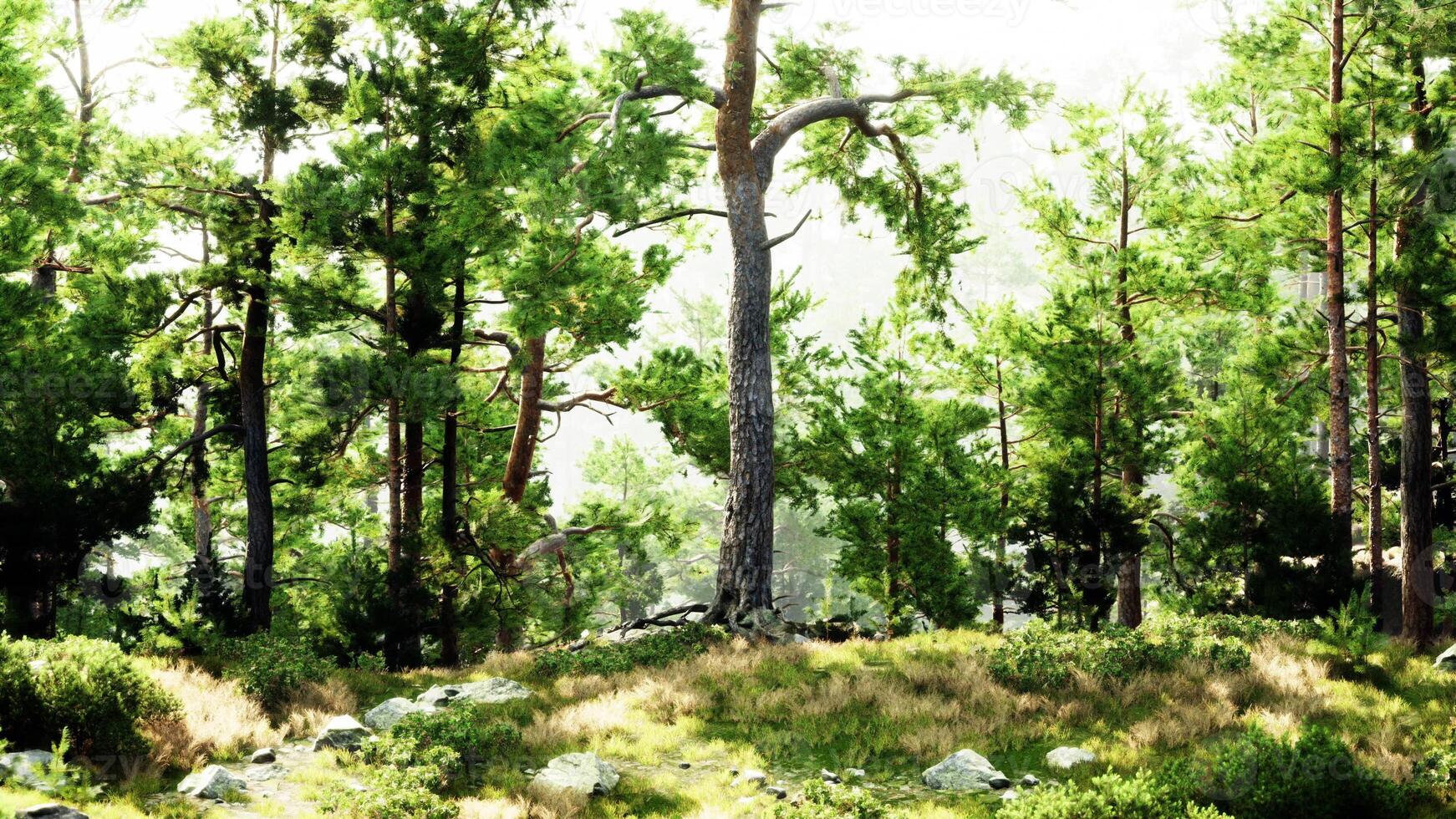 A serene forest landscape with towering trees and moss-covered rocks photo