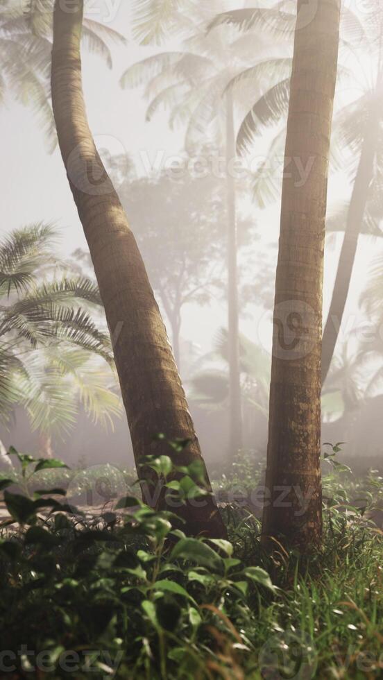 Misty Tropical Rainforest at Dawn photo