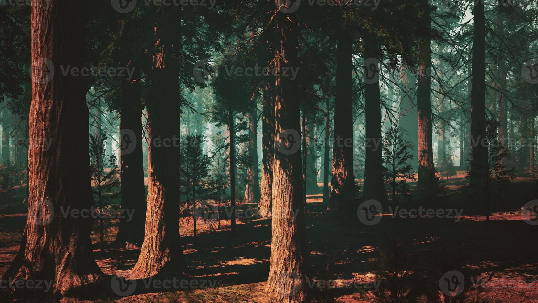 Sequoia Forest, Dense Canopy of Towering Trees. dark forest photo