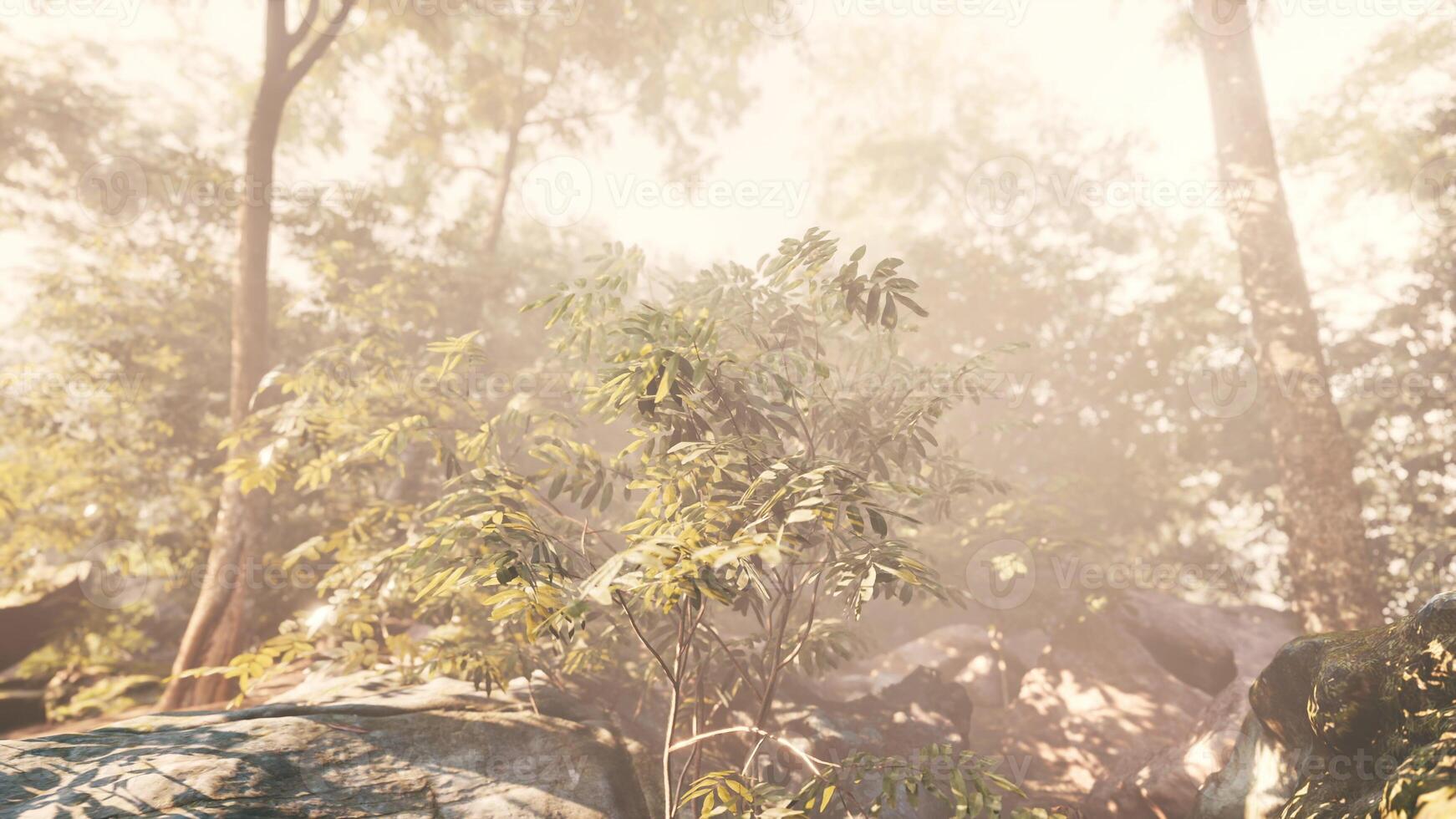 Dense Forest Filled With Trees and Rocks photo