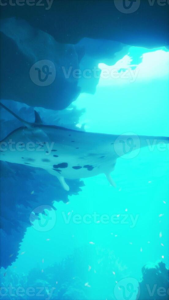 Manta Ray Swimming Over Coral Reef photo
