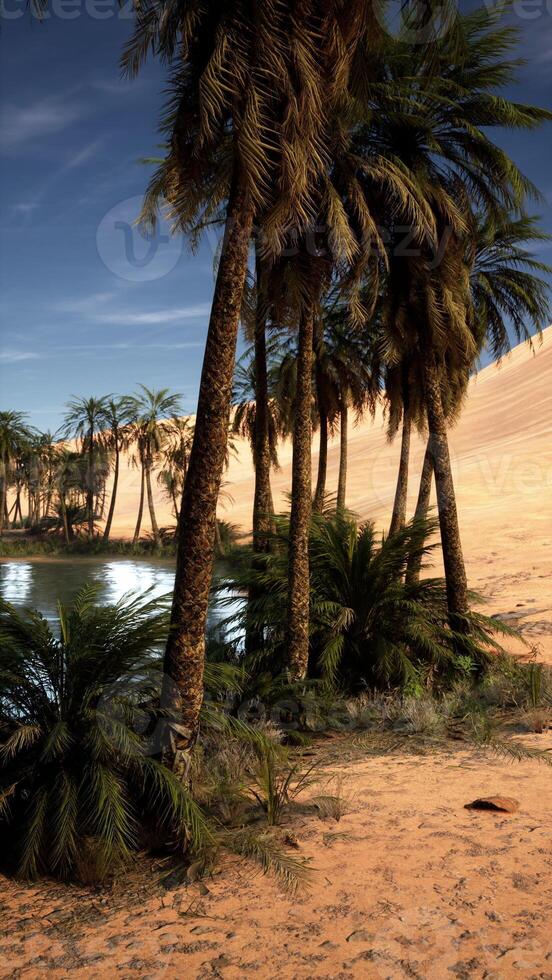 Group of Palm Trees by Water photo