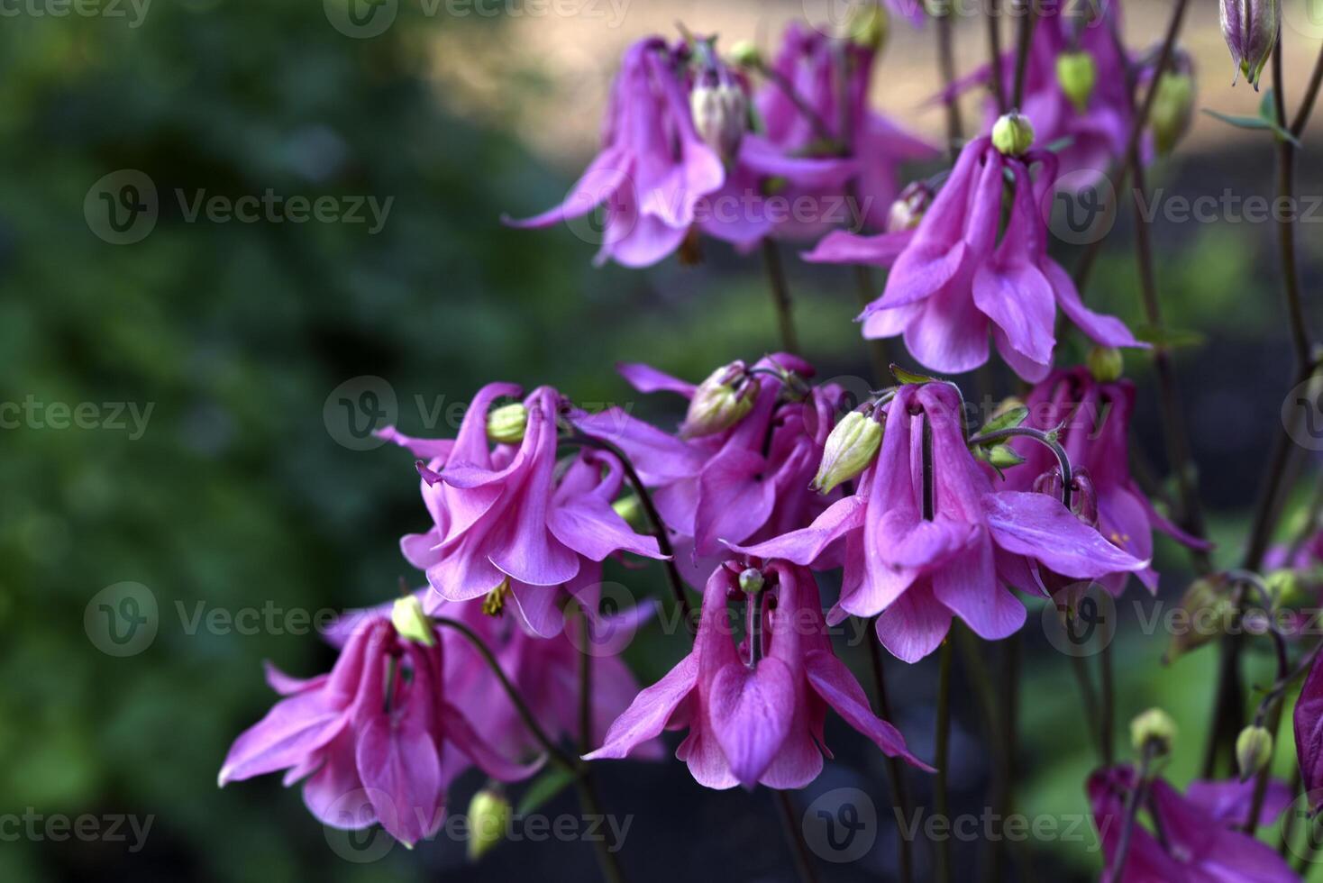 Colorful aquilegia flowers in the summer garden. Beautiful flowers of the catchment area. Ranunculaceae. photo