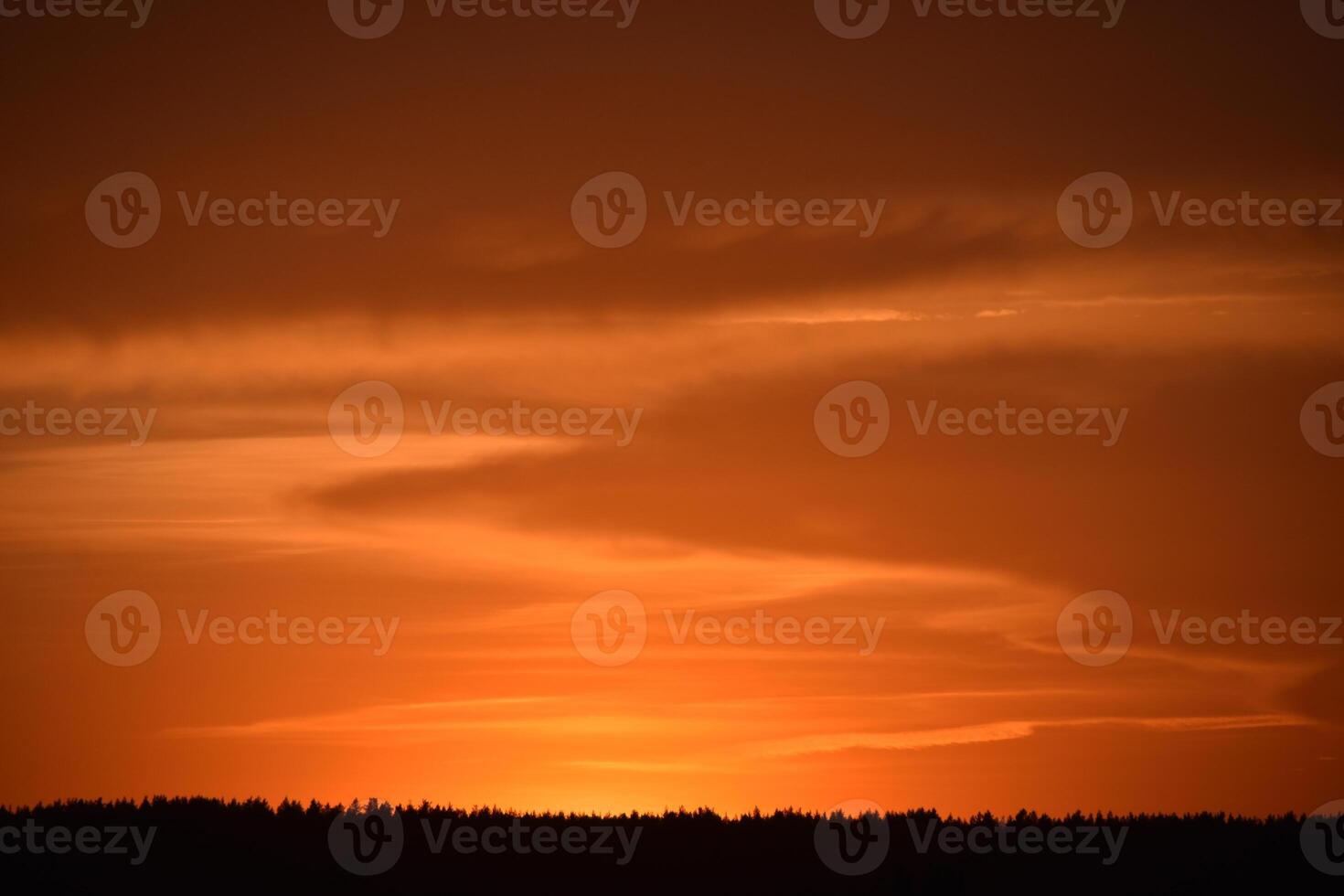 A bright orange sunset and a black forest beyond the horizon. Beautiful sunset. photo