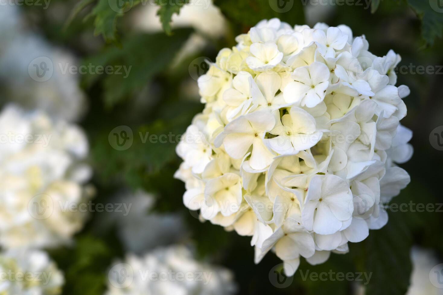Viburnum vulgaris buldenezh. Hydrangea. White flowers on a green bush. photo