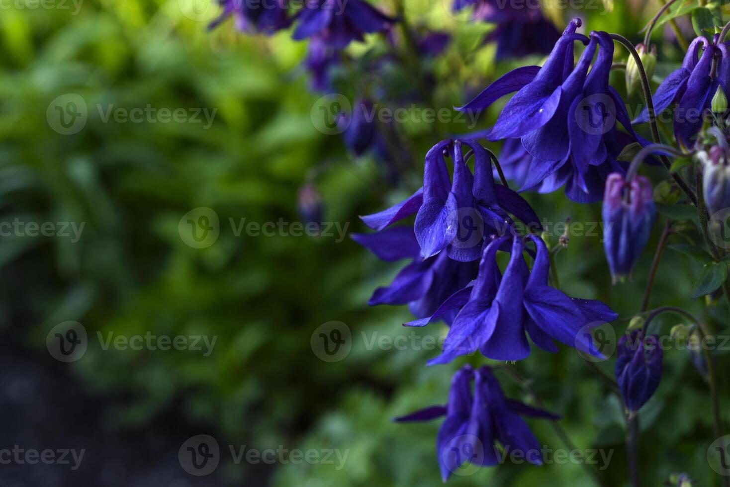 Colorful aquilegia flowers in the summer garden. Beautiful flowers of the catchment area. Ranunculaceae. photo