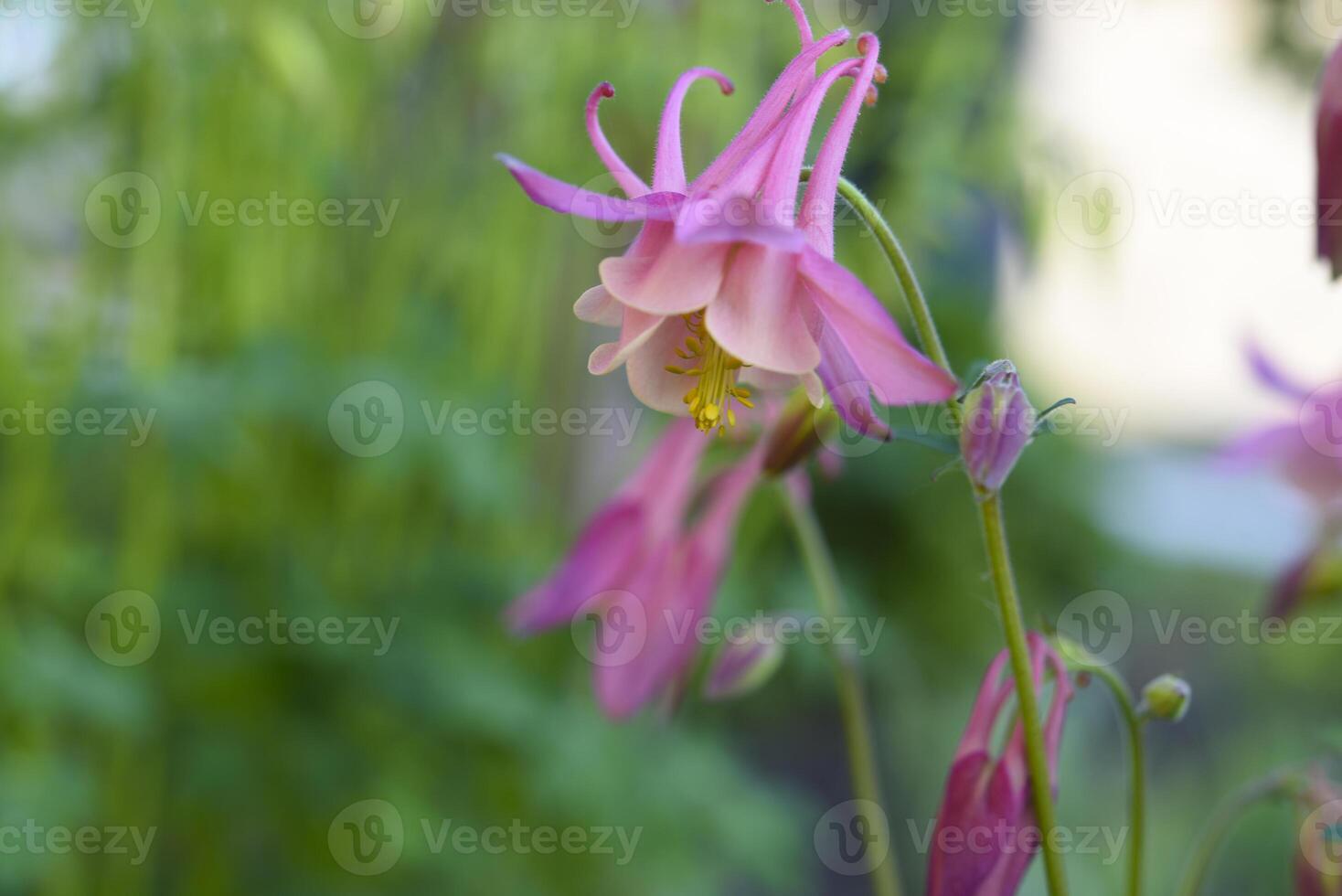 Colorful aquilegia flowers in the summer garden. Beautiful flowers of the catchment area. Ranunculaceae. photo