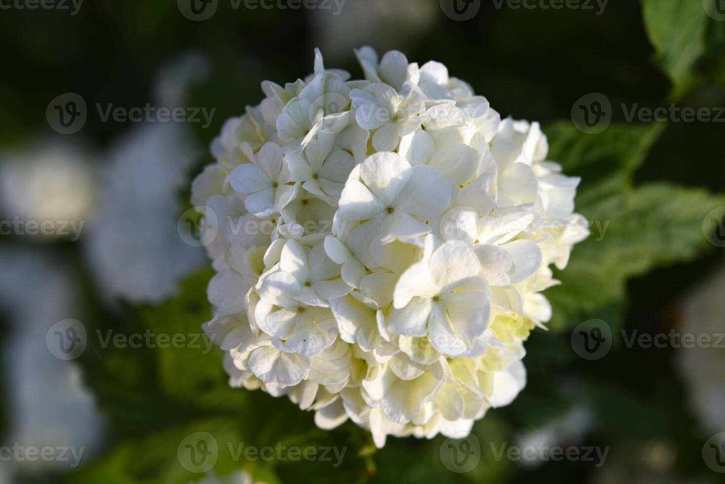 Viburnum vulgaris buldenezh. Hydrangea. White flowers on a green bush. photo