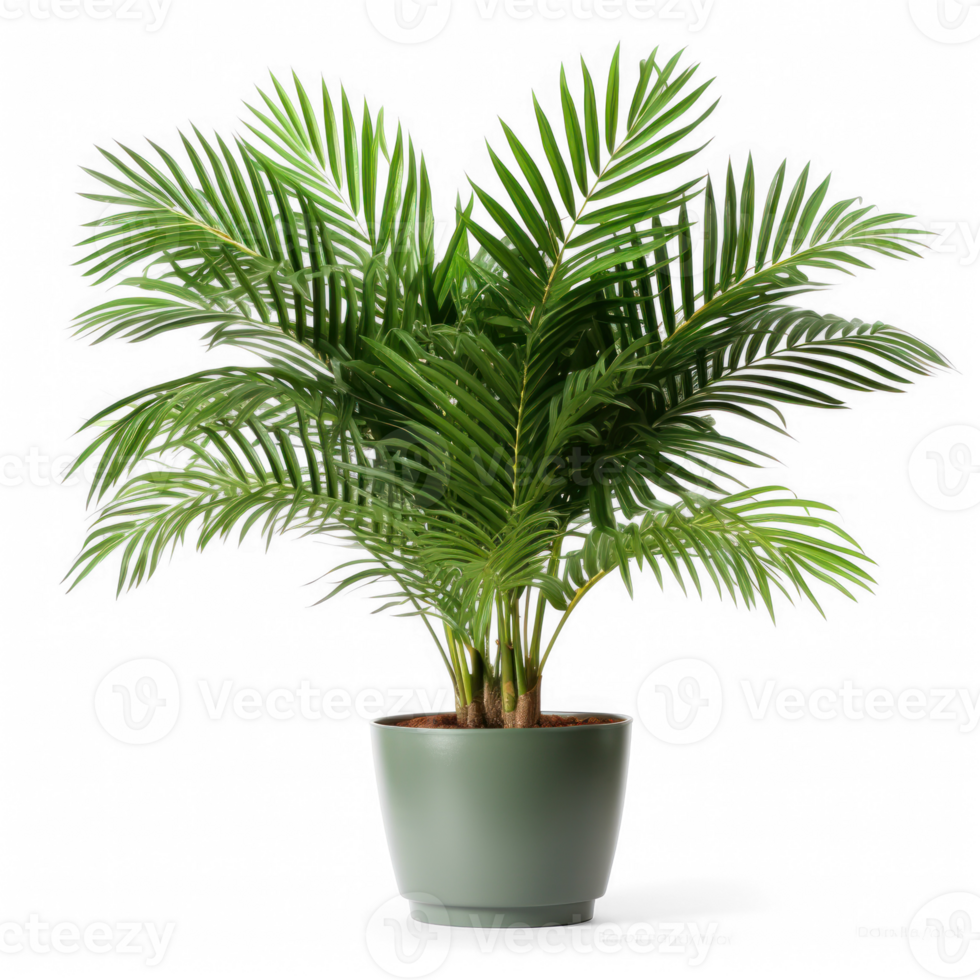 plant in a pot on a transparent background png