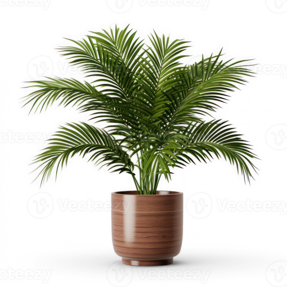 3d rendering of a palm tree in a pot on a transparent background png