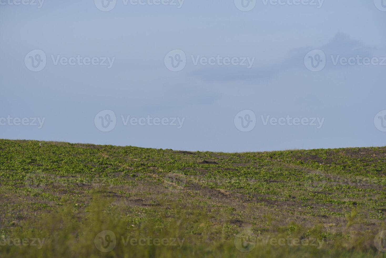 The horizon of a green rural field. The blue sky. photo