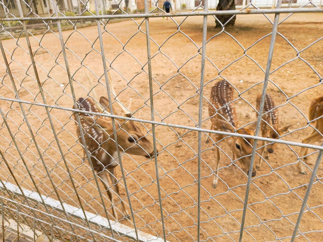 Photo of a deer in a cage. Perfect for wallpaper, magazines, newspapers, banners