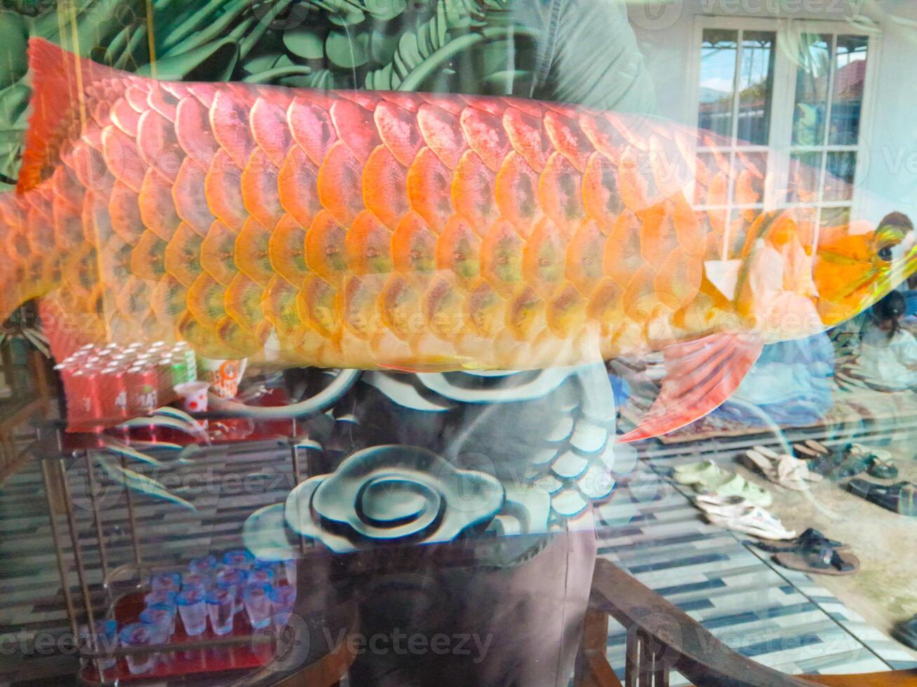 Photo of arowana fish in an aquarium. Perfect for magazines, newspapers and tabloids