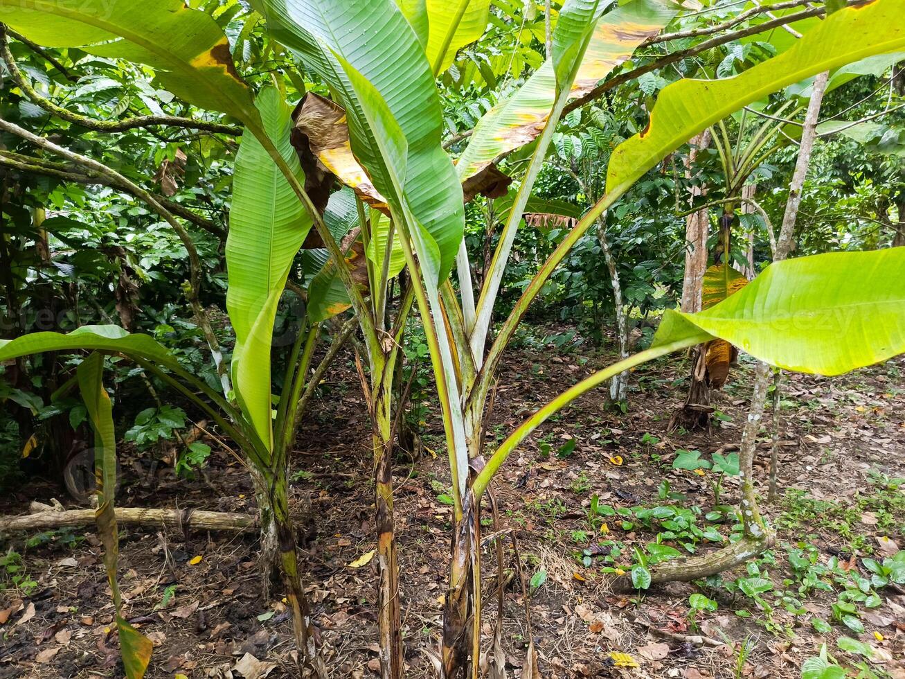 Photo of a banana tree in the middle of the forest. Perfect for magazines and newspapers