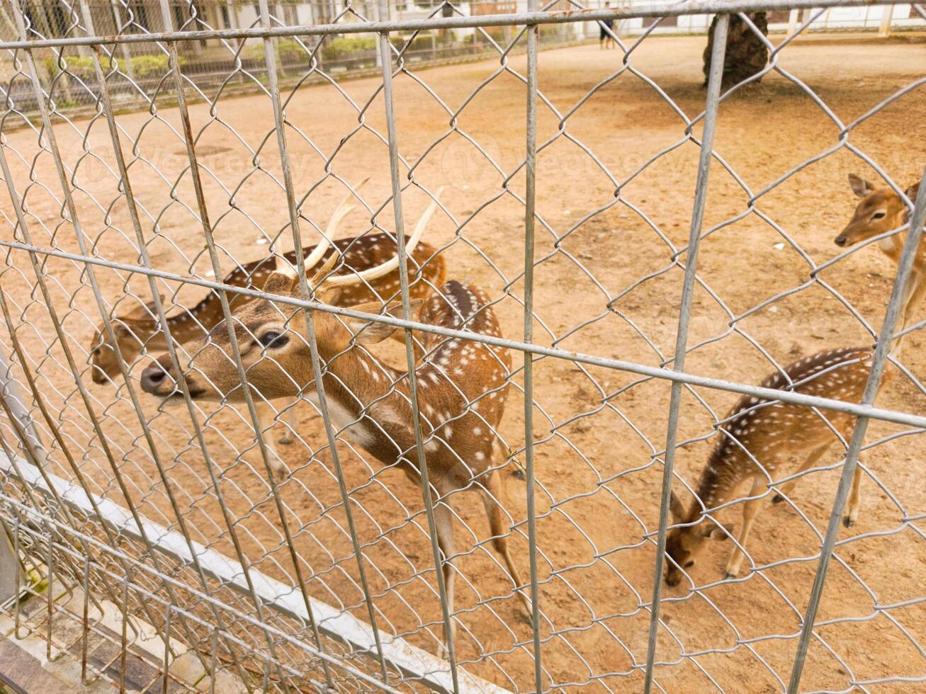 Photo of a deer in a cage. Perfect for wallpaper, magazines, newspapers, banners