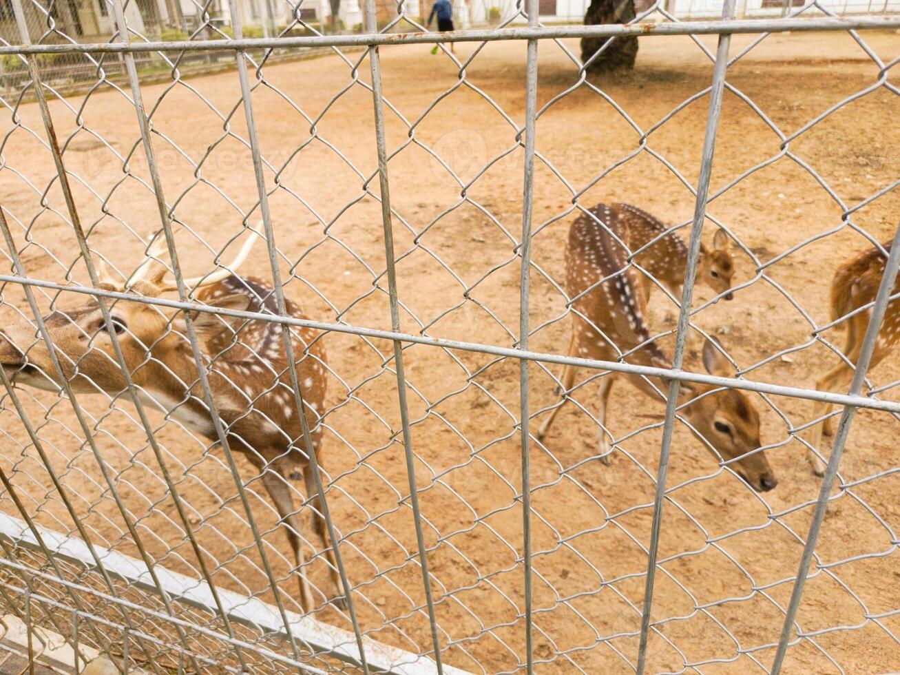 Photo of a deer in a cage. Perfect for wallpaper, magazines, newspapers, banners