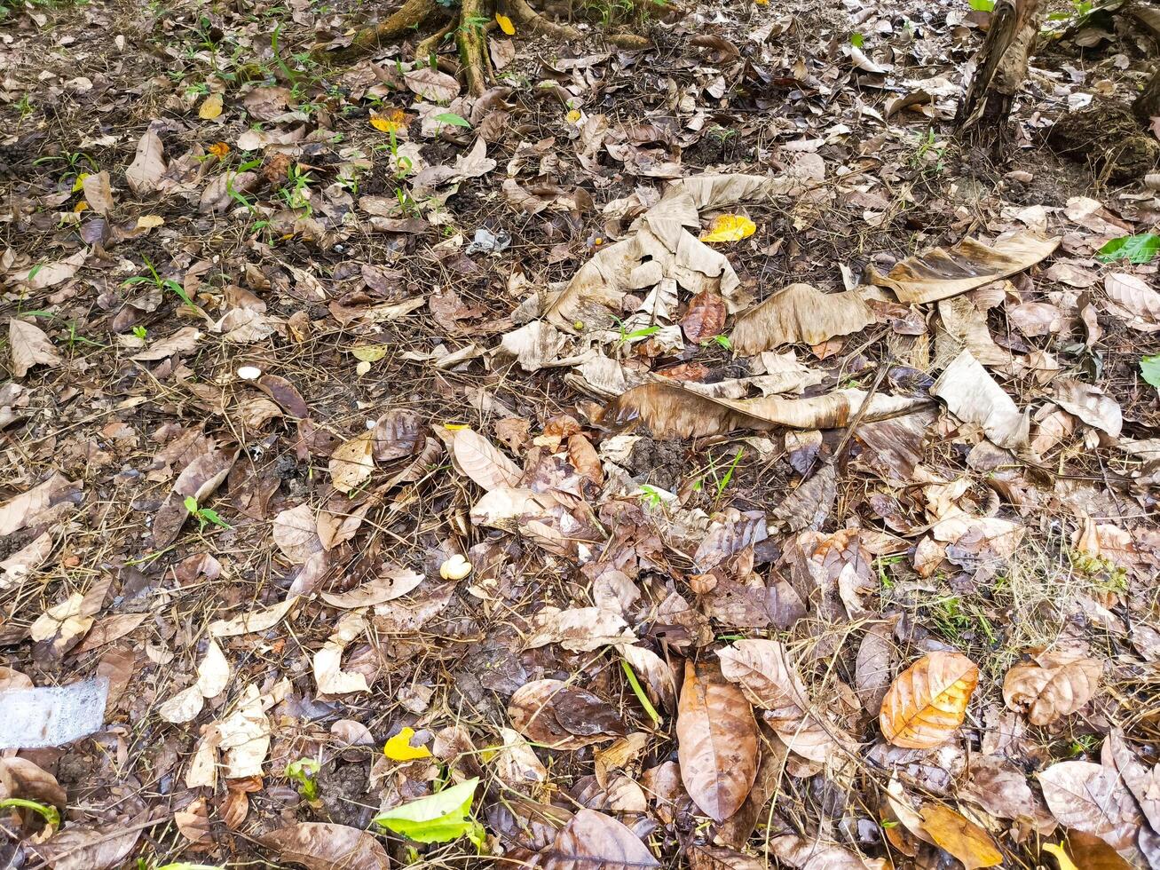 Photo of lots of dry leaves scattered around. Perfect for wallpaper, background, banner, poster