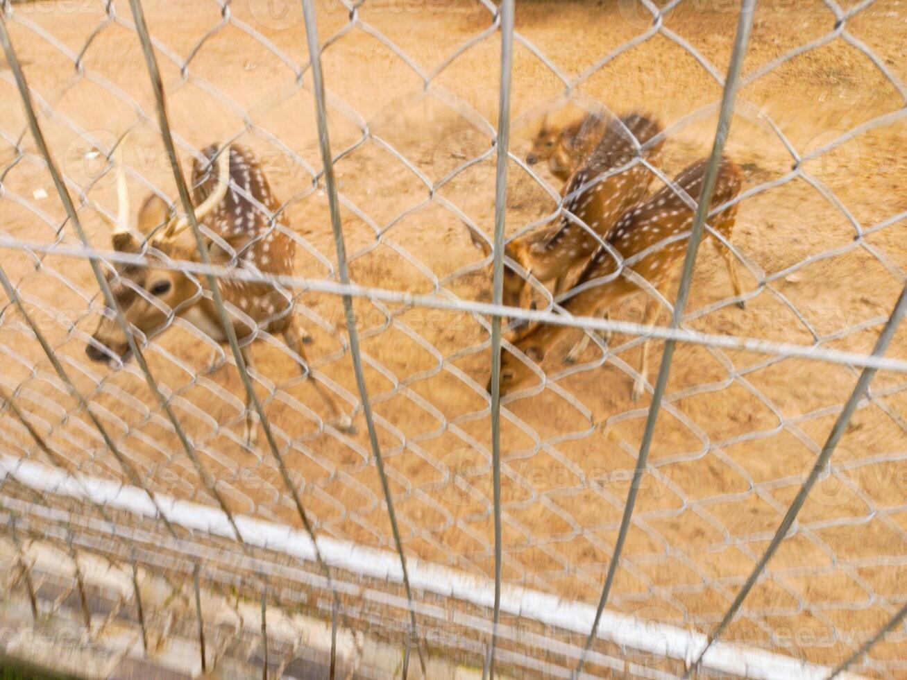 Photo of a deer in a cage. Perfect for wallpaper, magazines, newspapers, banners