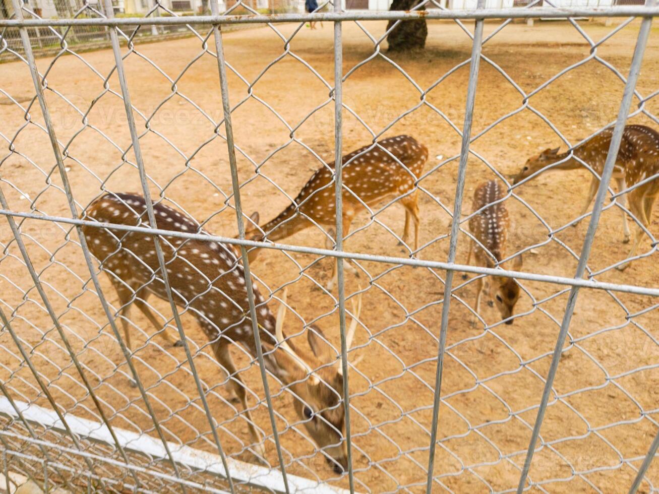 Photo of a deer in a cage. Perfect for wallpaper, magazines, newspapers, banners