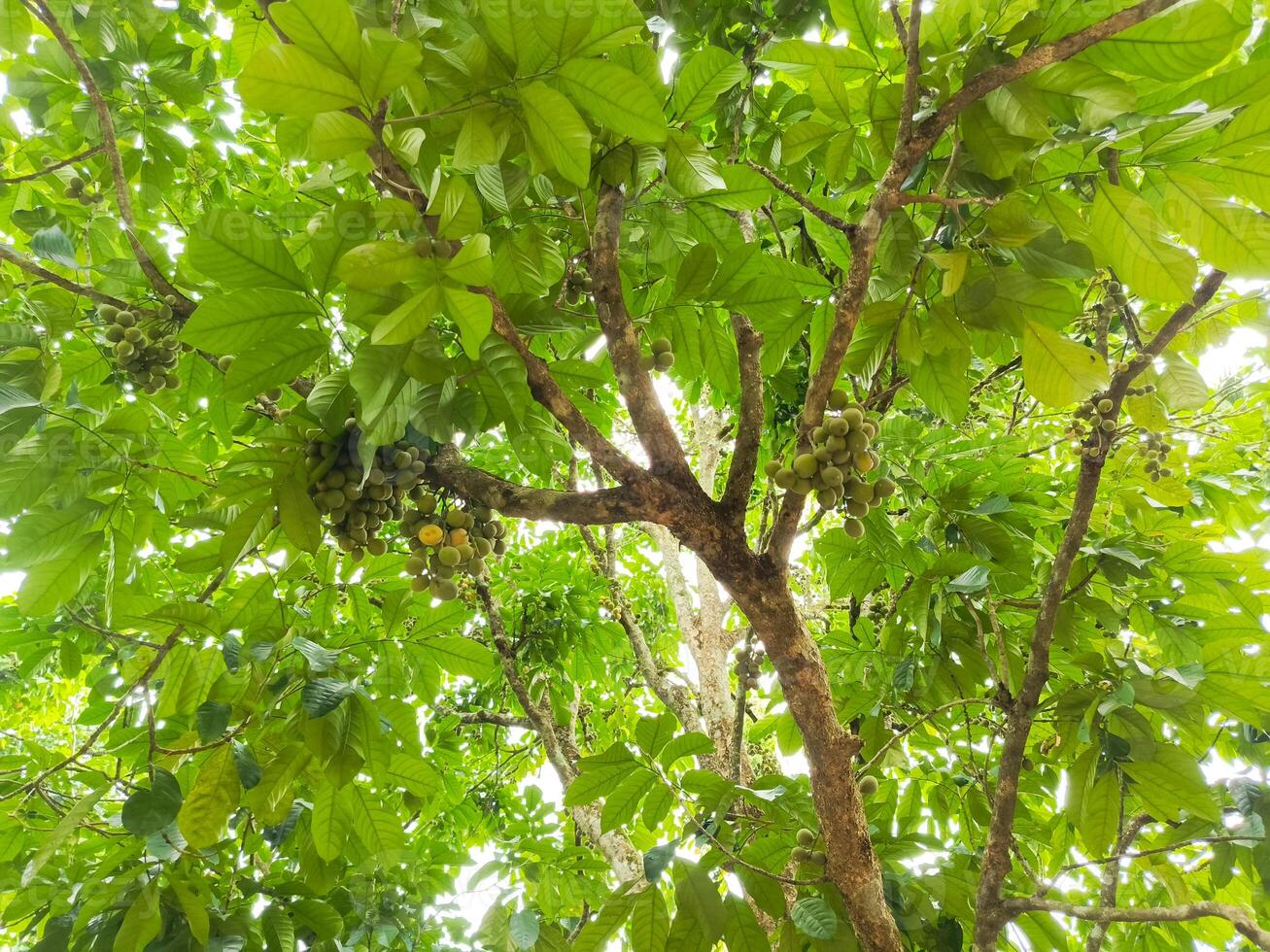 Photo of duku fruit on a tree. Perfect for magazines and newspapers