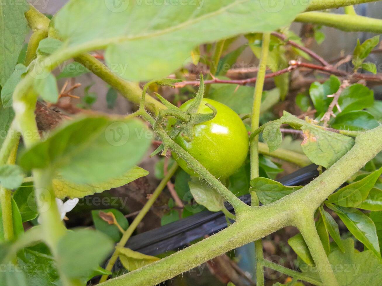 Photo of small green tomato plants. Perfect for magazines, newspapers, banners and posters