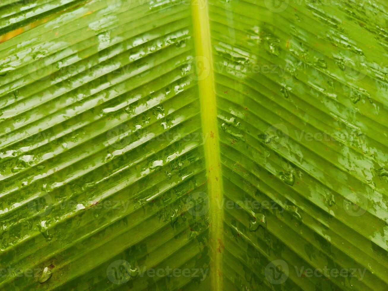 Photo of green banana leaf texture. Perfect for wallpapers, backgrounds, banners, posters, covers, calendars