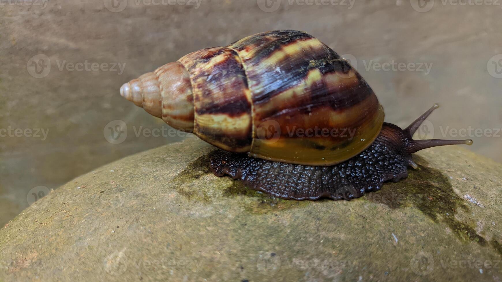 a snail is on the surface of a rock photo