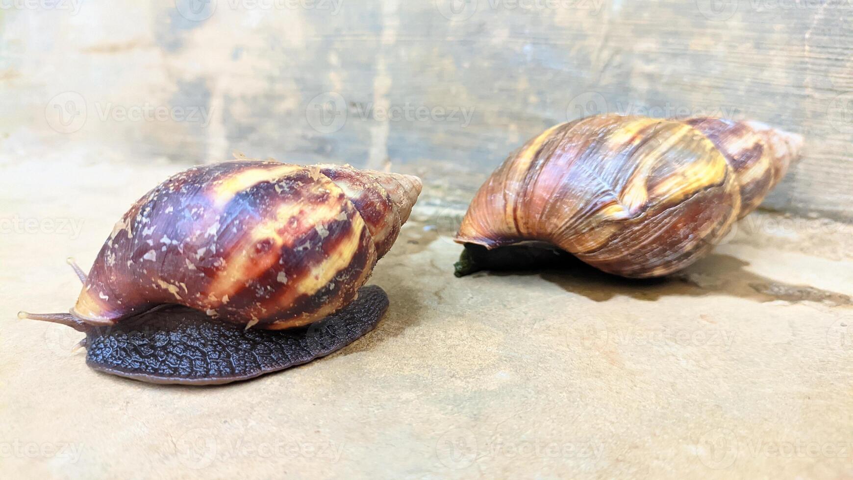 Brown snails are on the floor photo