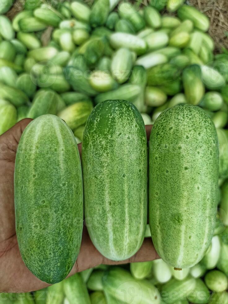 a person is holding three fresh cucumbers in his hand with a blurred background of cucumbers photo
