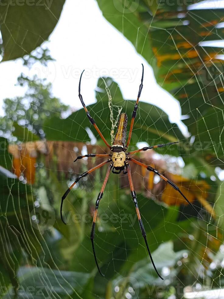 a spider is in a cobweb photo