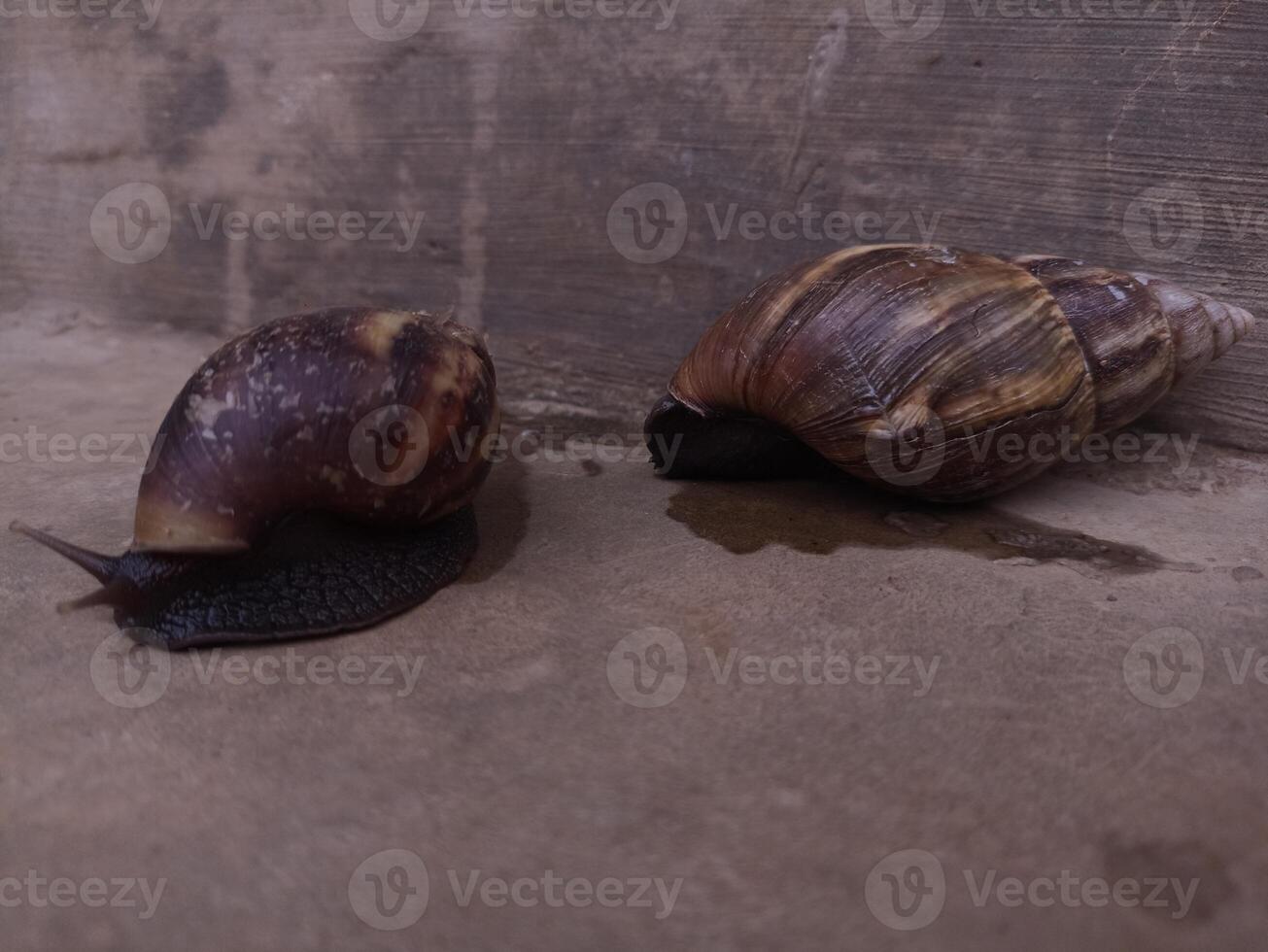 Brown snails are on the floor photo