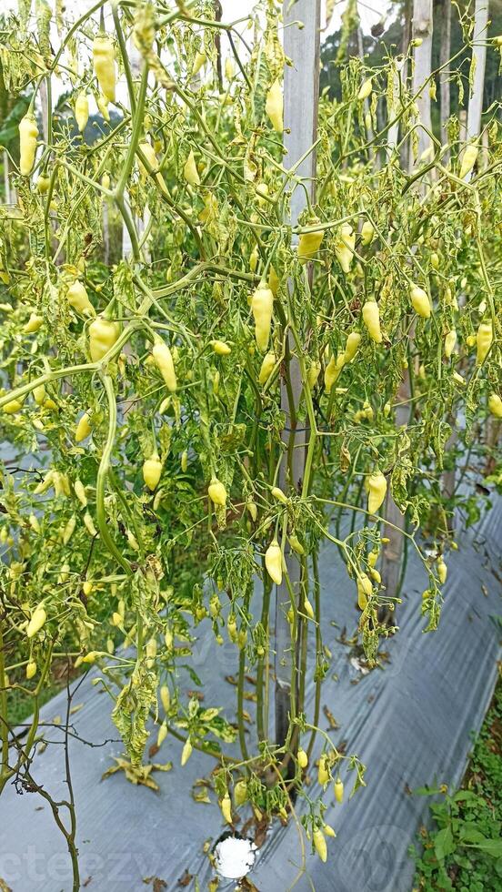 Cayenne pepper plants are affected by the Phytoptora bacterial fungus, causing wilting of the plants photo