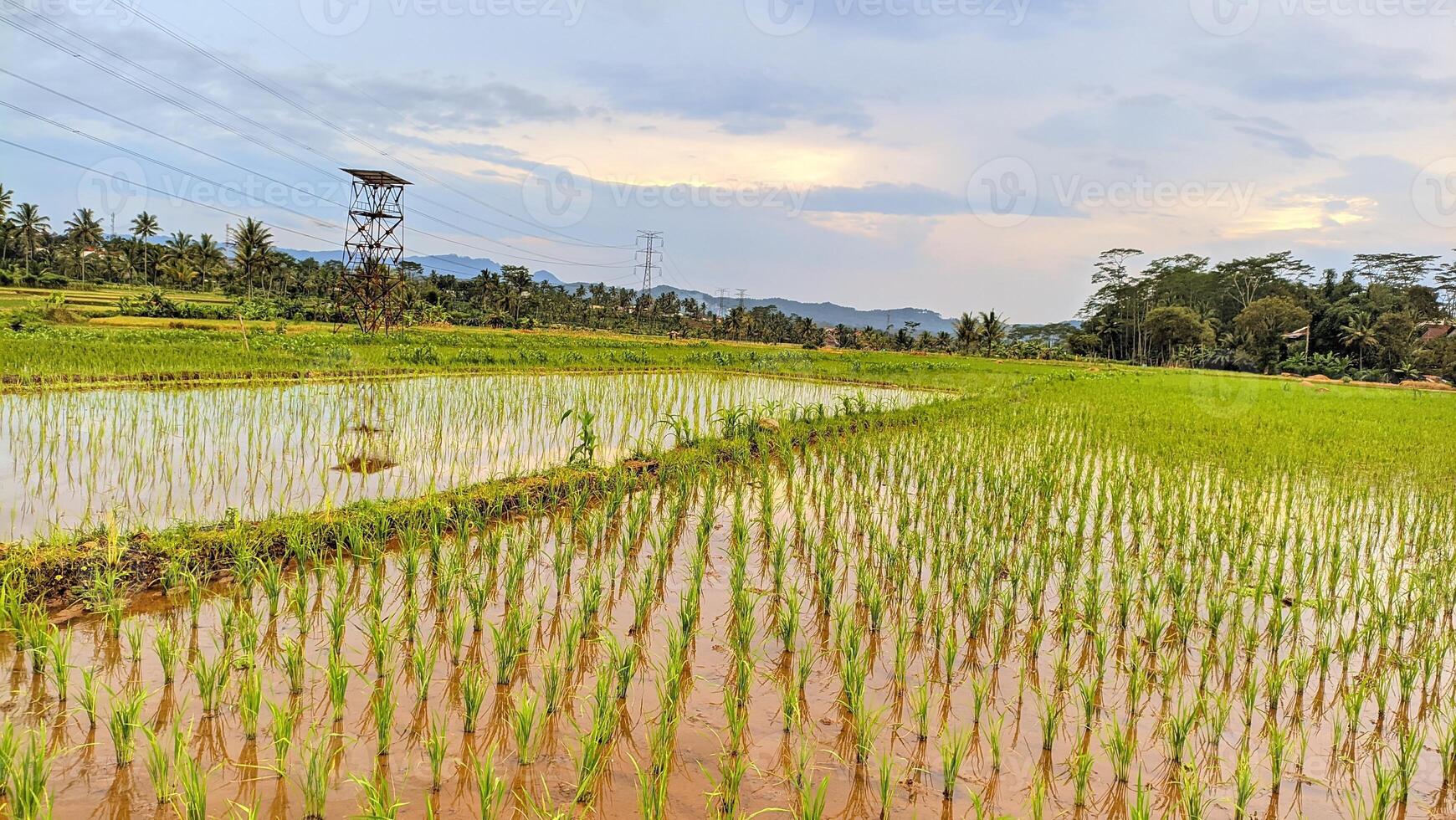 The natural view of rice fields is suitable for natural backgrounds photo