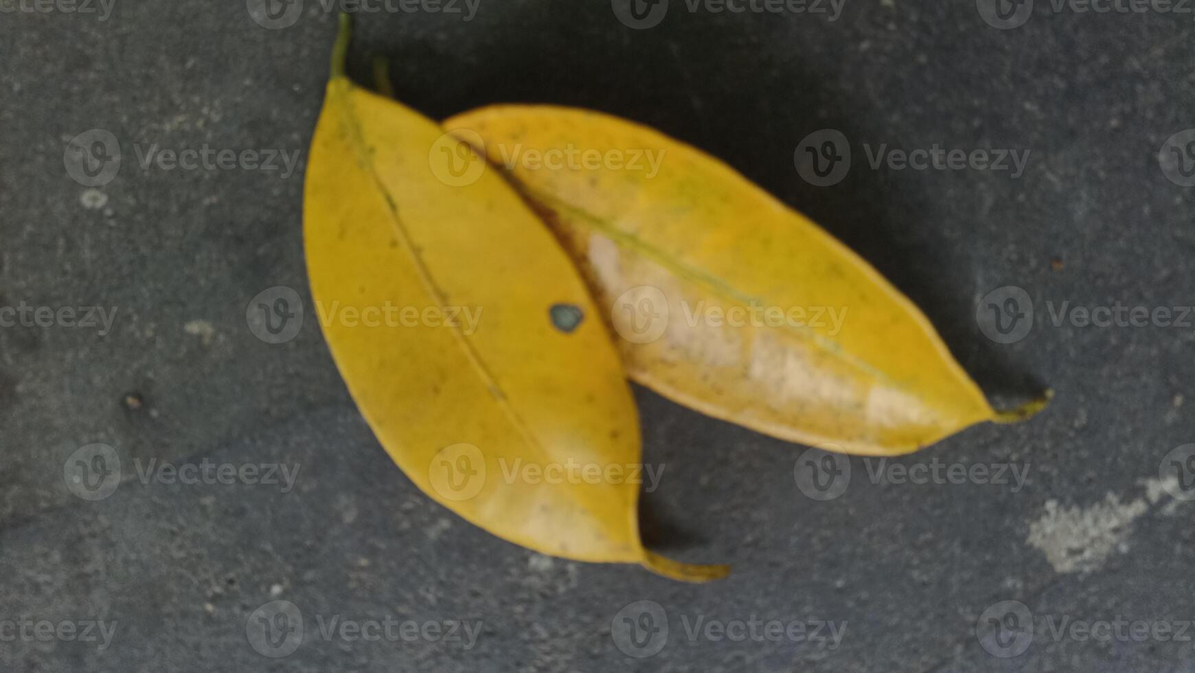 Blur photo of yellow leaves falling from a banyan tree