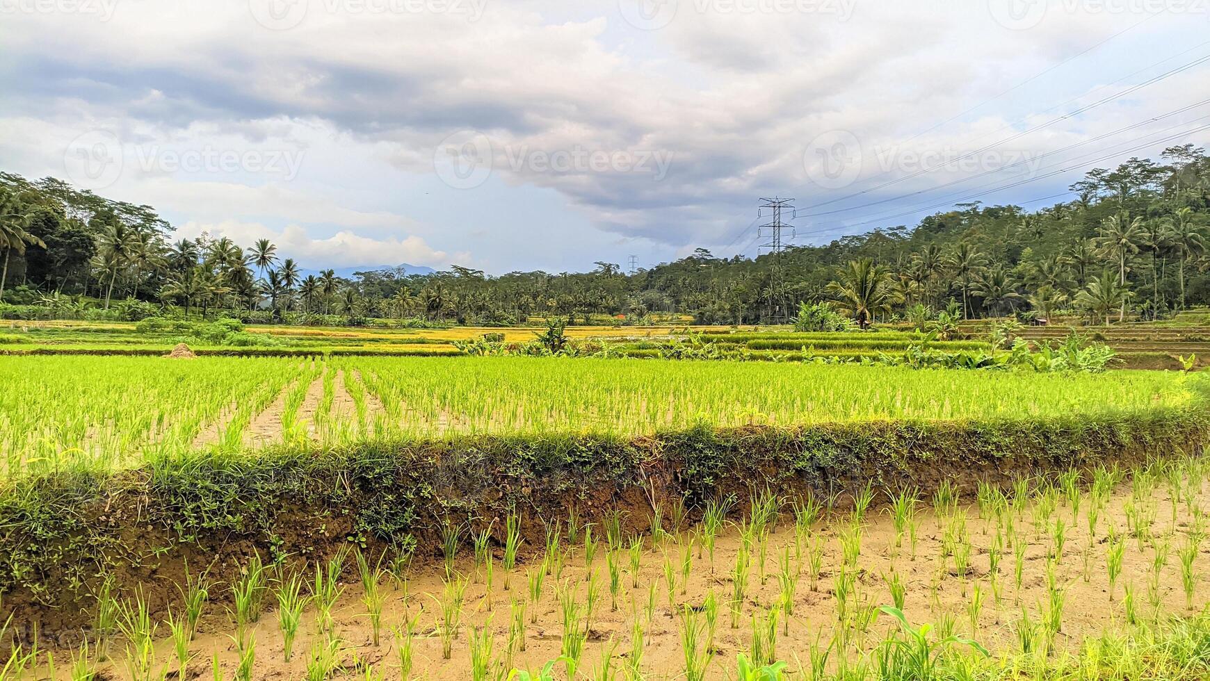 The natural view of rice fields is suitable for natural backgrounds photo