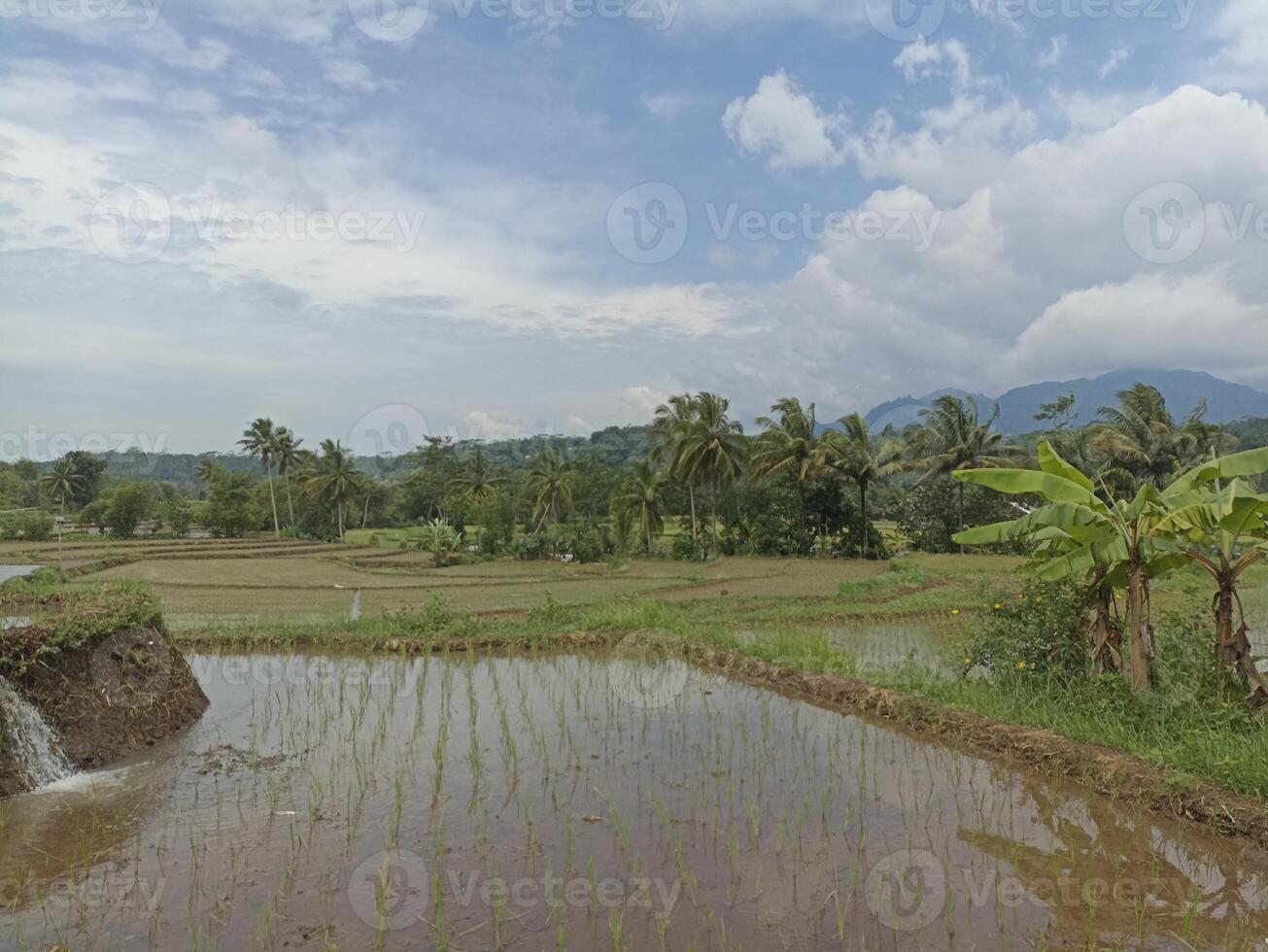 The natural view of rice fields is suitable for a natural background photo