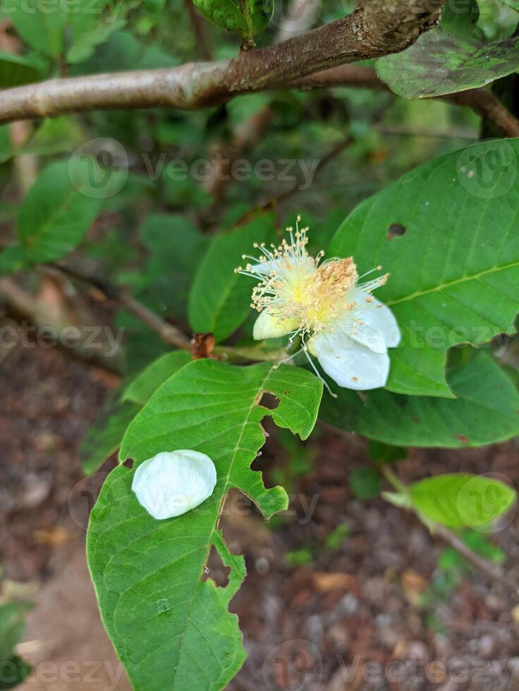 macro photo of white guava flowers that have bloomed with green leaves