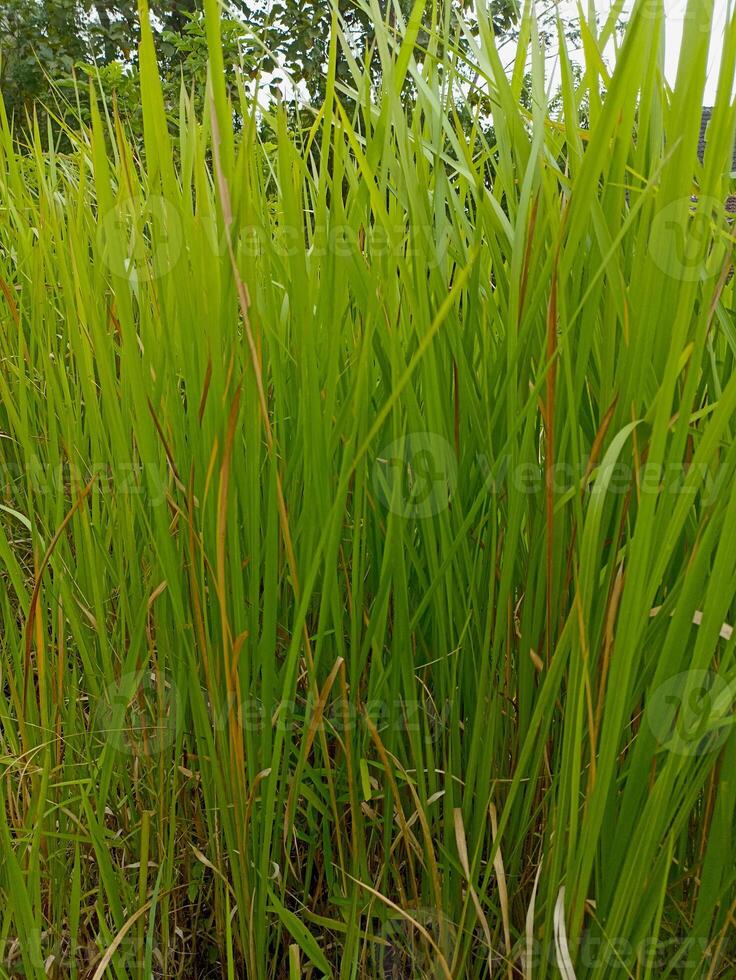 a bunch of reeds in the rice field area photo